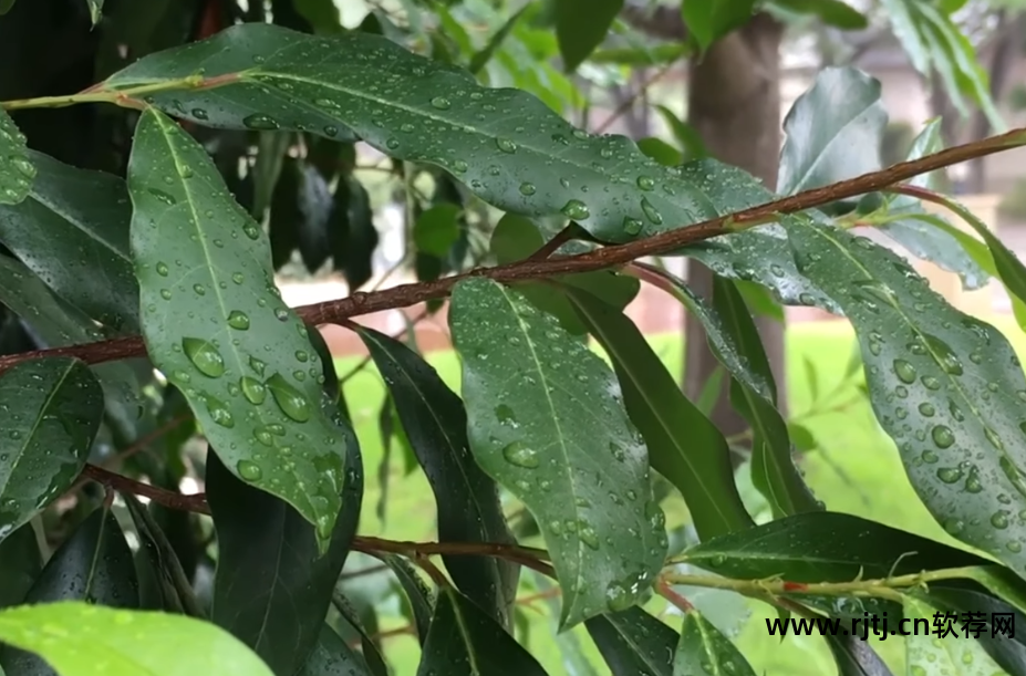 雨滴桌面蜂窝设置教程_雨滴软件教程_雨滴桌面秀软件