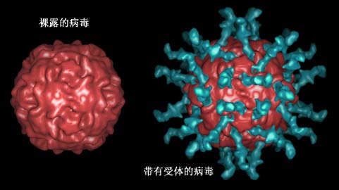 脊髓灰质炎灭活疫苗自费还是免费