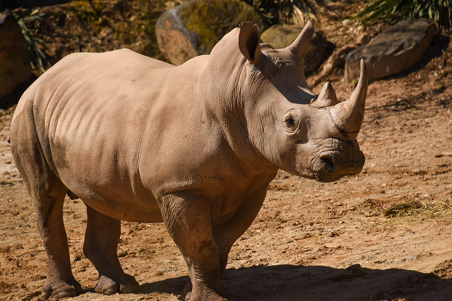 rhino是什么意思