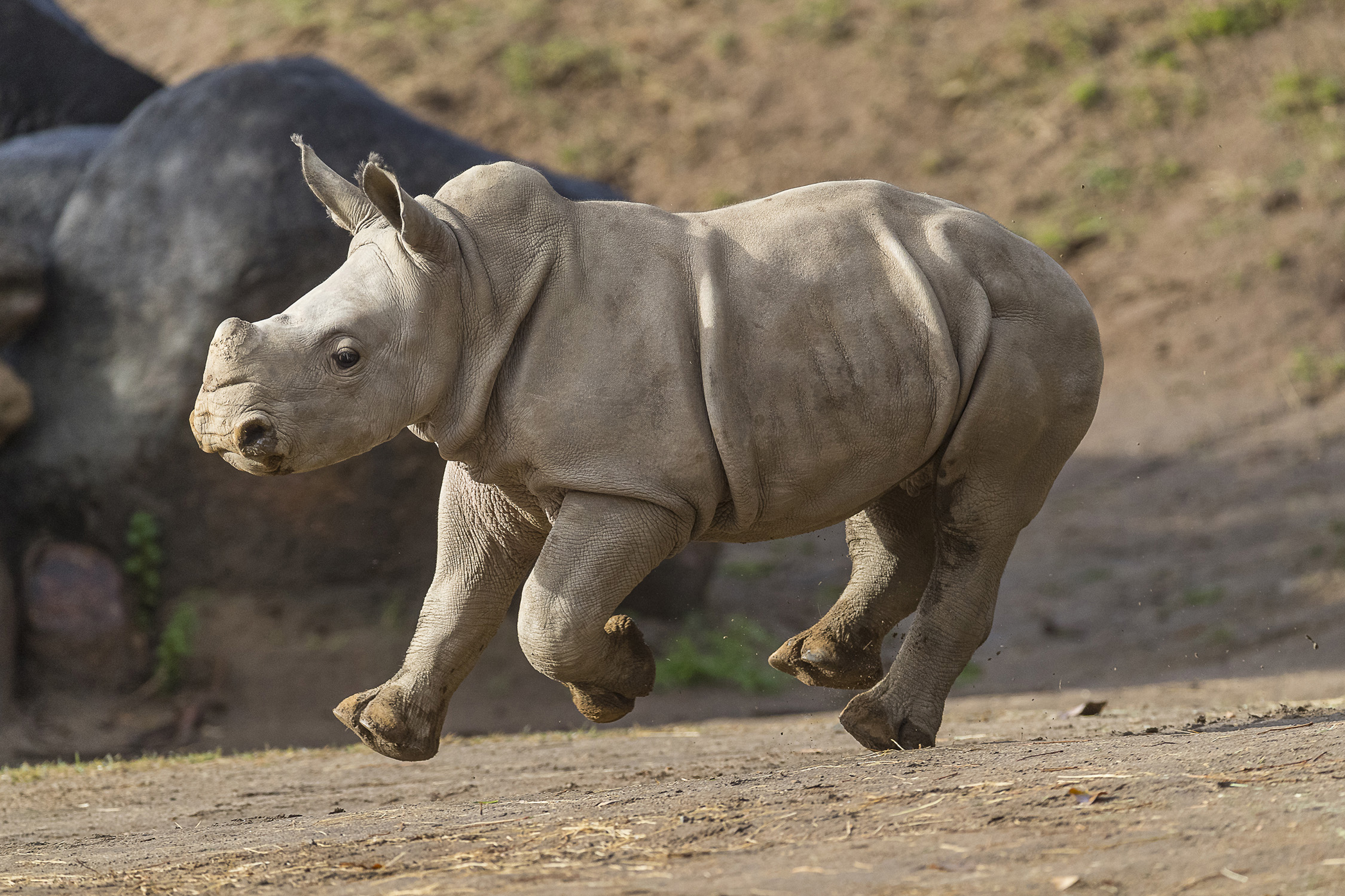 rhinoceros什么意思