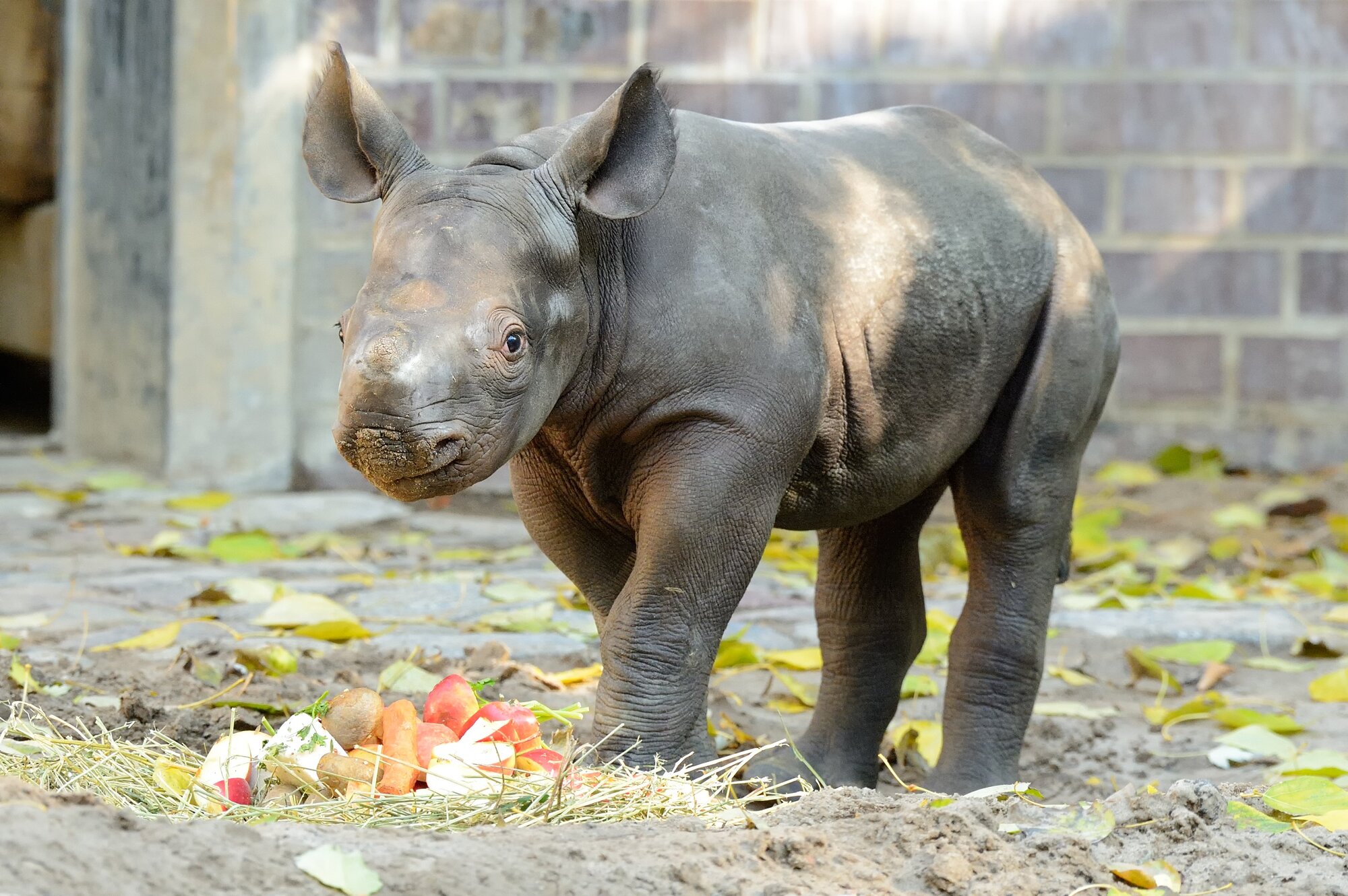 Rhino小风扇建模教程