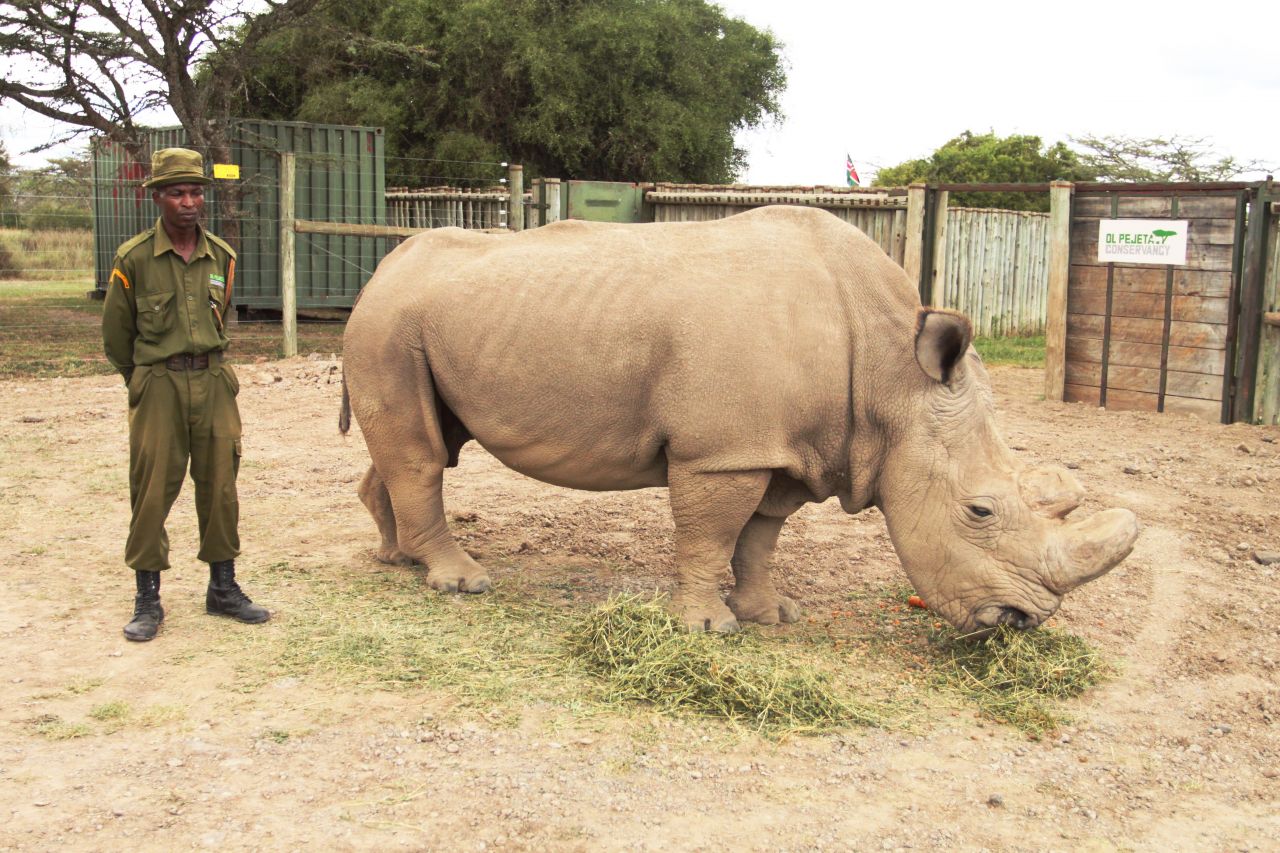 rhino和rhinoceros英语区别