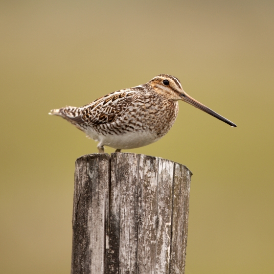 SNIPE